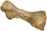 Hadrosaur (Edmontosaurus) Metatarsal (IV) - Wyoming #233814-1